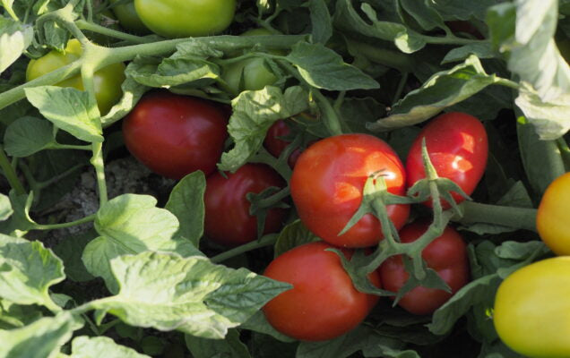 El abonado en Tomate de Industria (Lebrija)