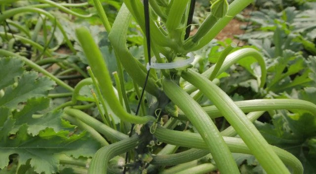 Tips para el entutorado en horticultura