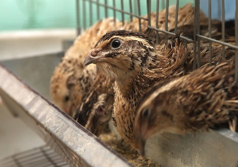 Codornices en jaula