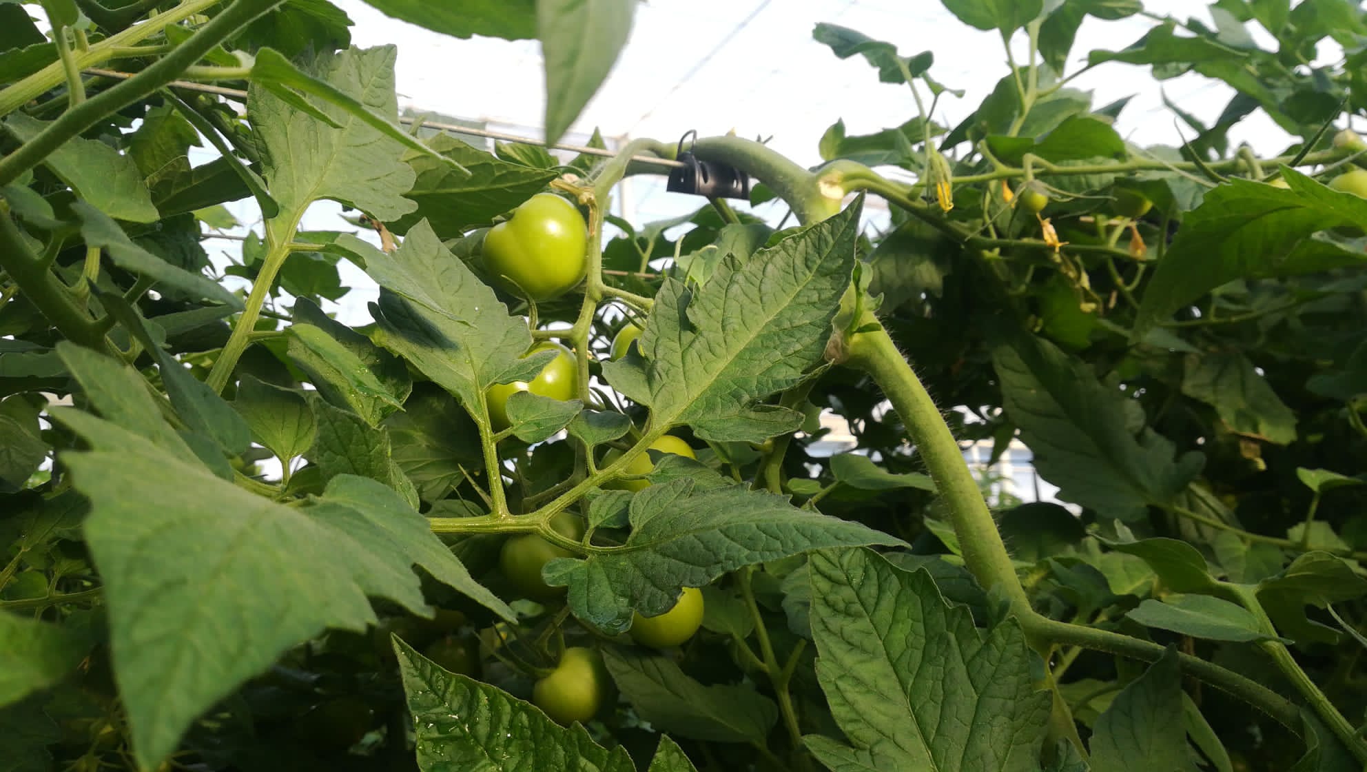 Evita daños en el tutorado sobre alambre