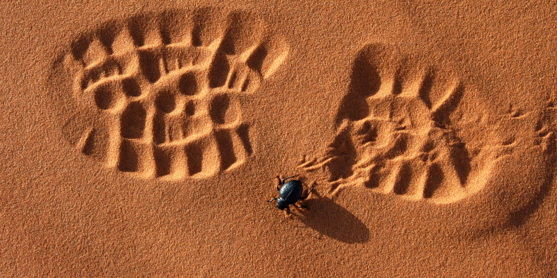 Día Mundial de Lucha contra la Desertificación y la Sequía
