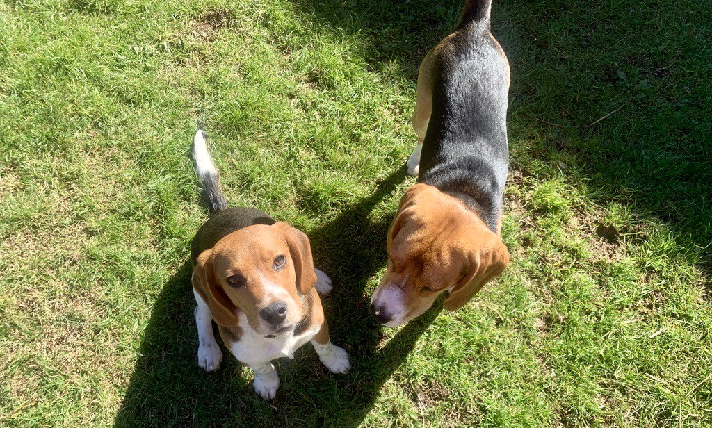 Perros: animales de compañía que alargan la vida