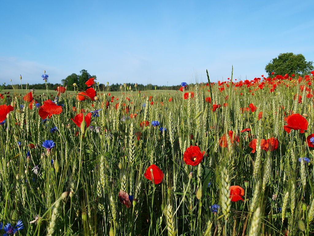 ¿Cómo combatir las malas hierbas?