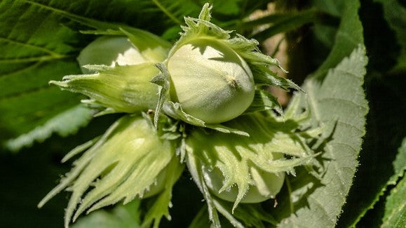 Avellano: un cultivo de alto valor