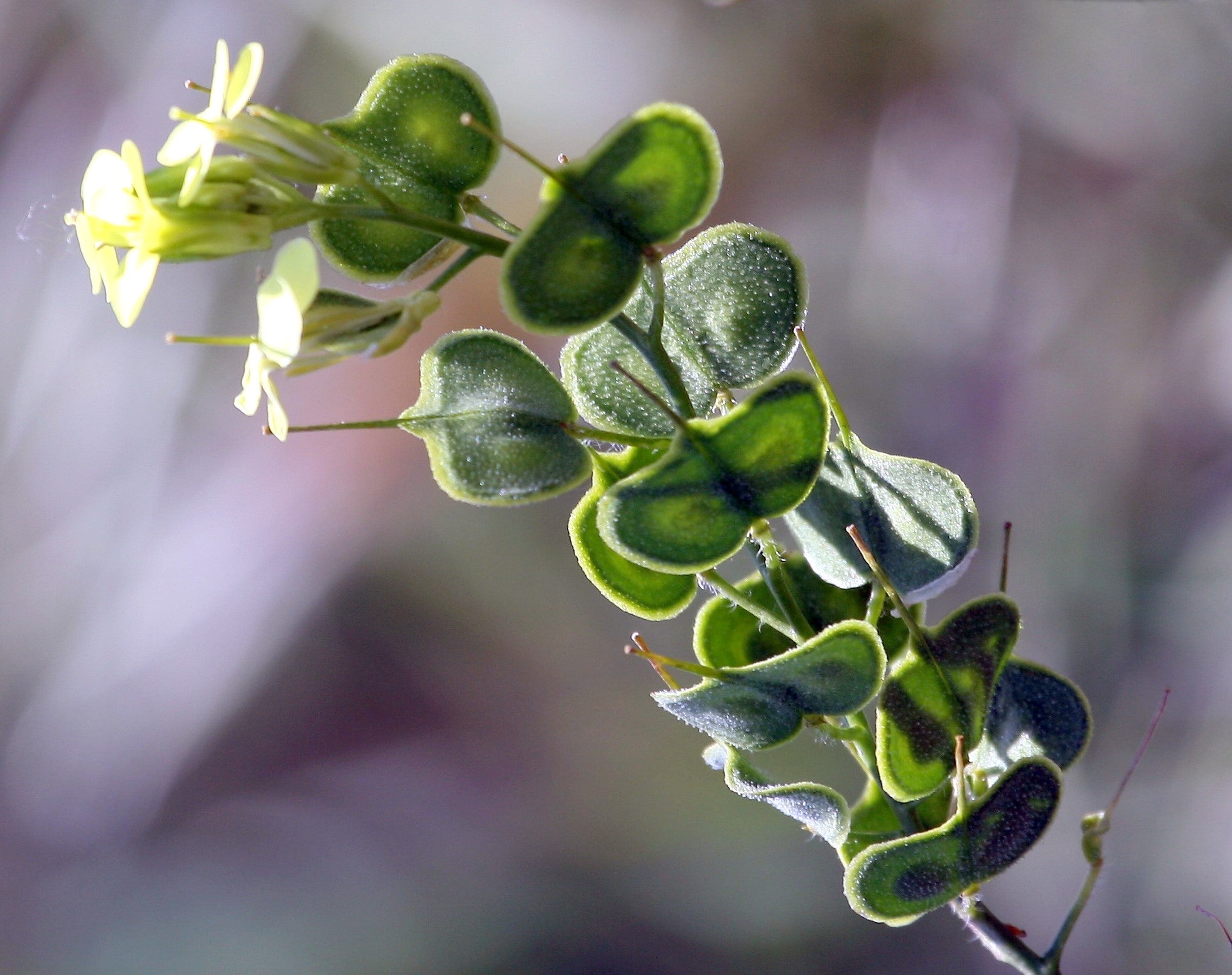 Capacidad antioxidante: la clave para la supervivencia de las plantas en ambientes hostiles