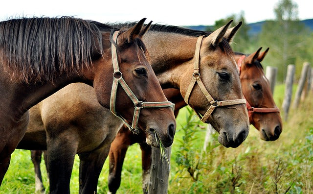 Pienso para caballos: ¿cómo es la nutrición del equino?