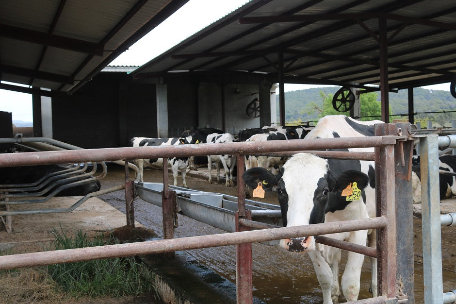 10 tips contra el estrés térmico en el ganado