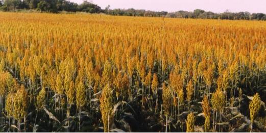 Actualización de la normativa sobre comercialización de los fertilizantes en la Unión Europea