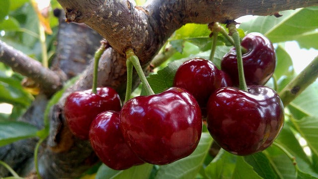 Abonado del cerezo. Recomendaciones de fertilización para el cultivo de cerezo ecológico y tradicional