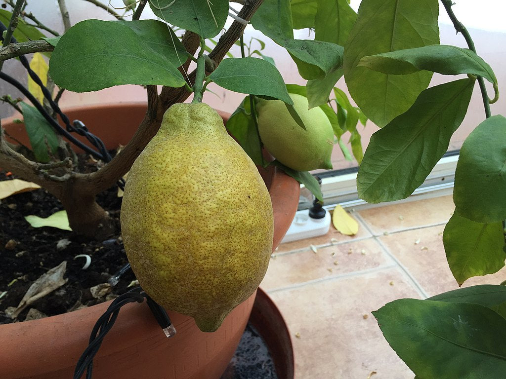 ¿Cómo acabar con la clorósis férrica en macetas?