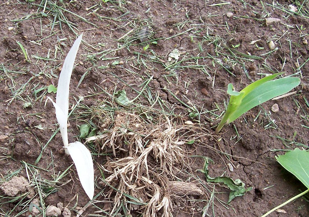 La oxidación de hierro y la importancia de los quelatos