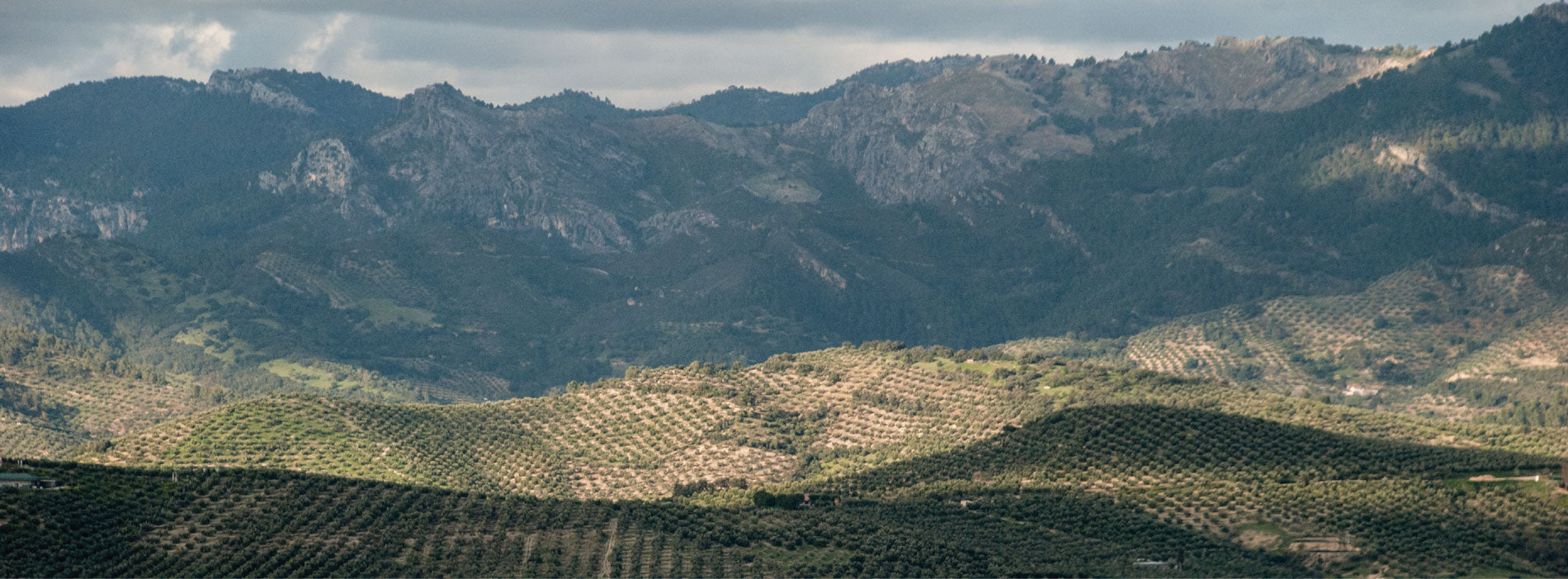 Olivos de la DOP Sierra de Cazorla