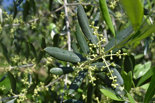 Cuidados del olivo en primavera