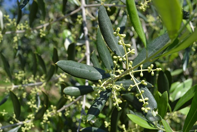 Cuidados del olivo en primavera