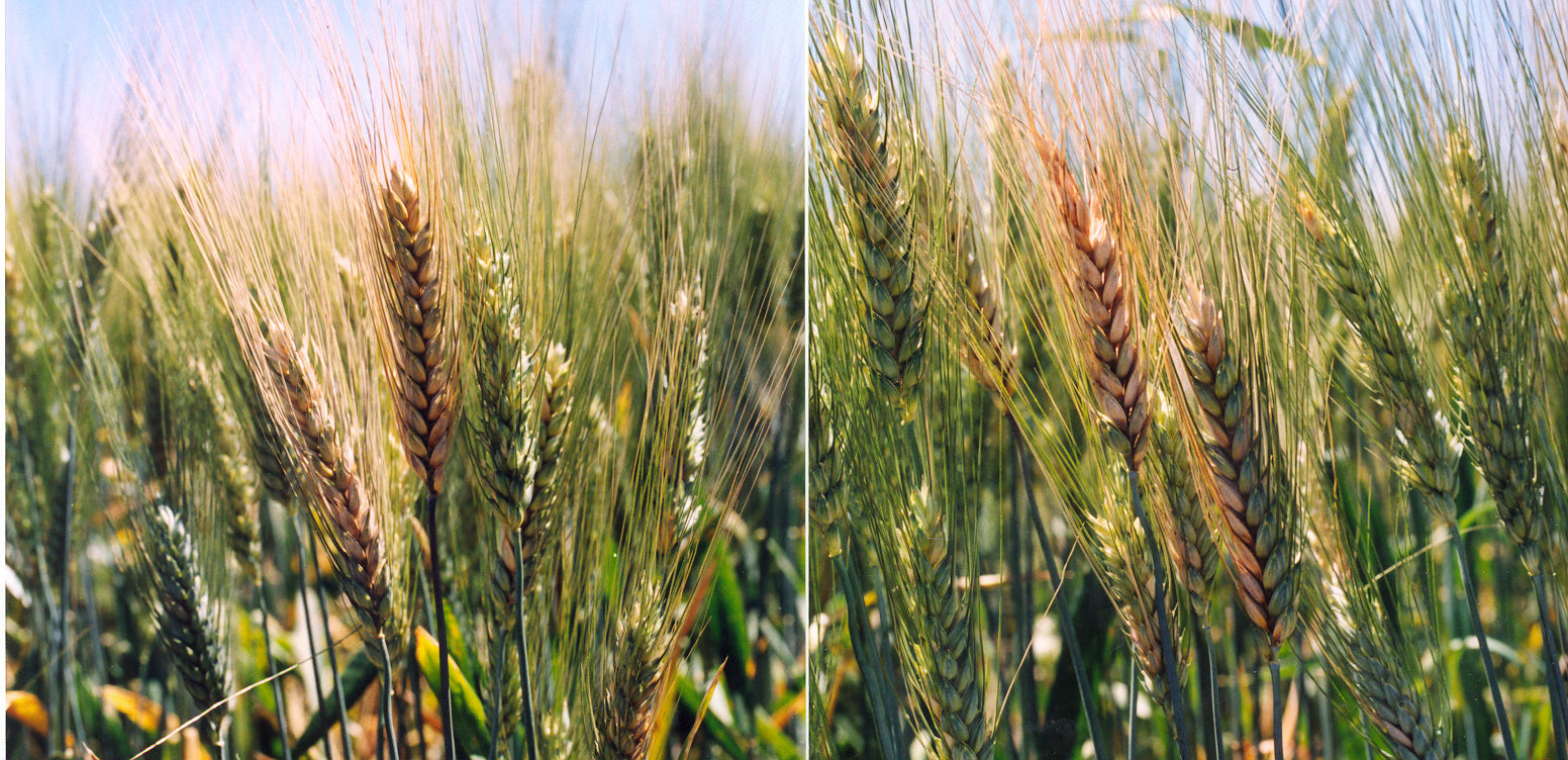 Fusarium en trigo: Conoce un hongo clave para salvar tu cultivo 