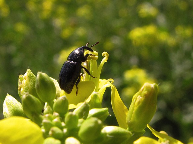 La prevención es la mejor medida para prevenir las plagas.