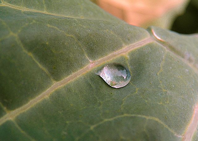 Coadyuvantes: capaces de mejorar la actividad del ingrediente activo