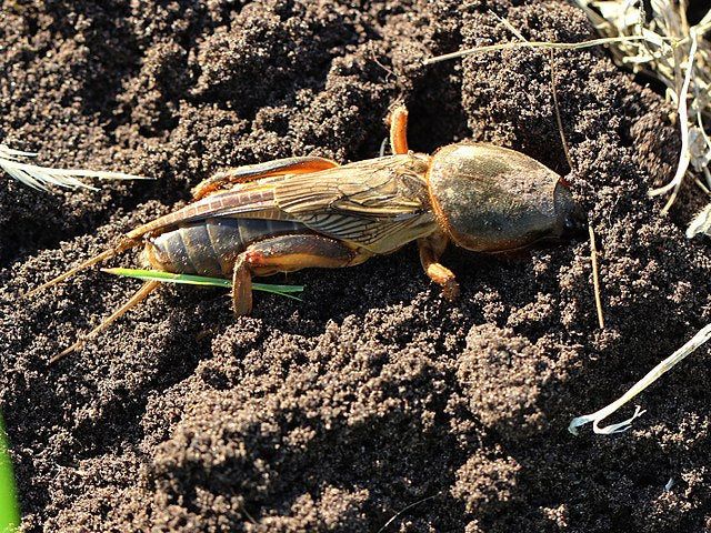 Truco para combatir el grillo cebollero