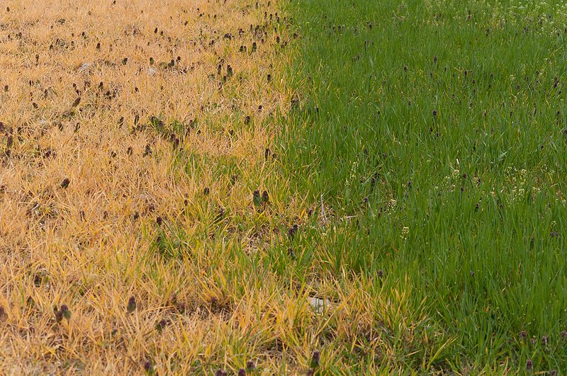 Aplicación selectiva de herbicida sobre suelo (para herbáceos).