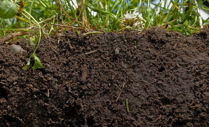 Materia orgánica en el suelo