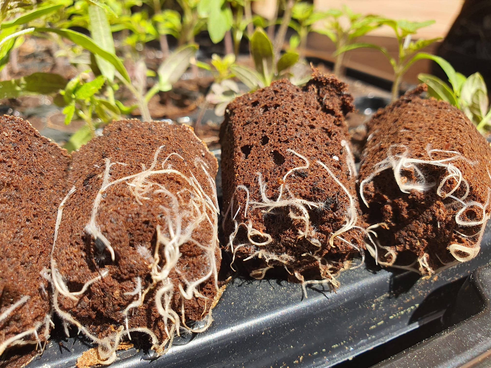 La Re-evolución en los medios de cultivo