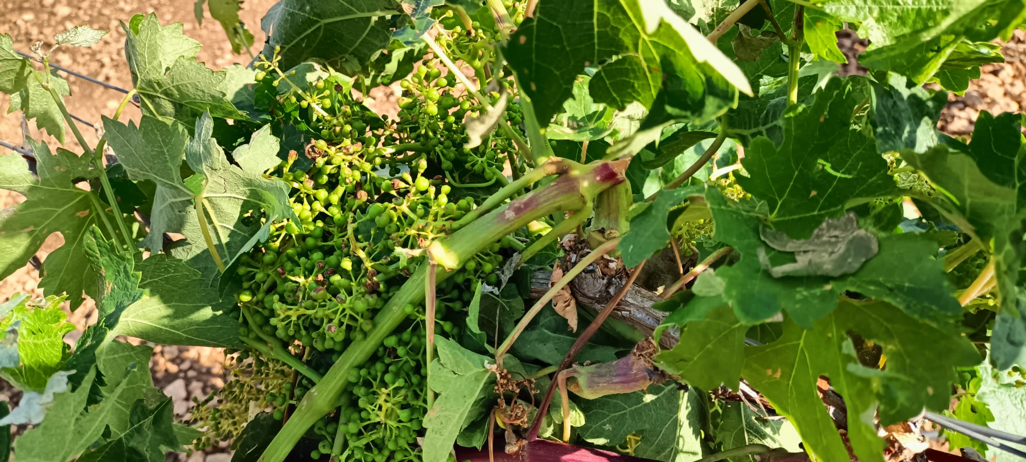 Adaptación de la agricultura a la evolución del clima