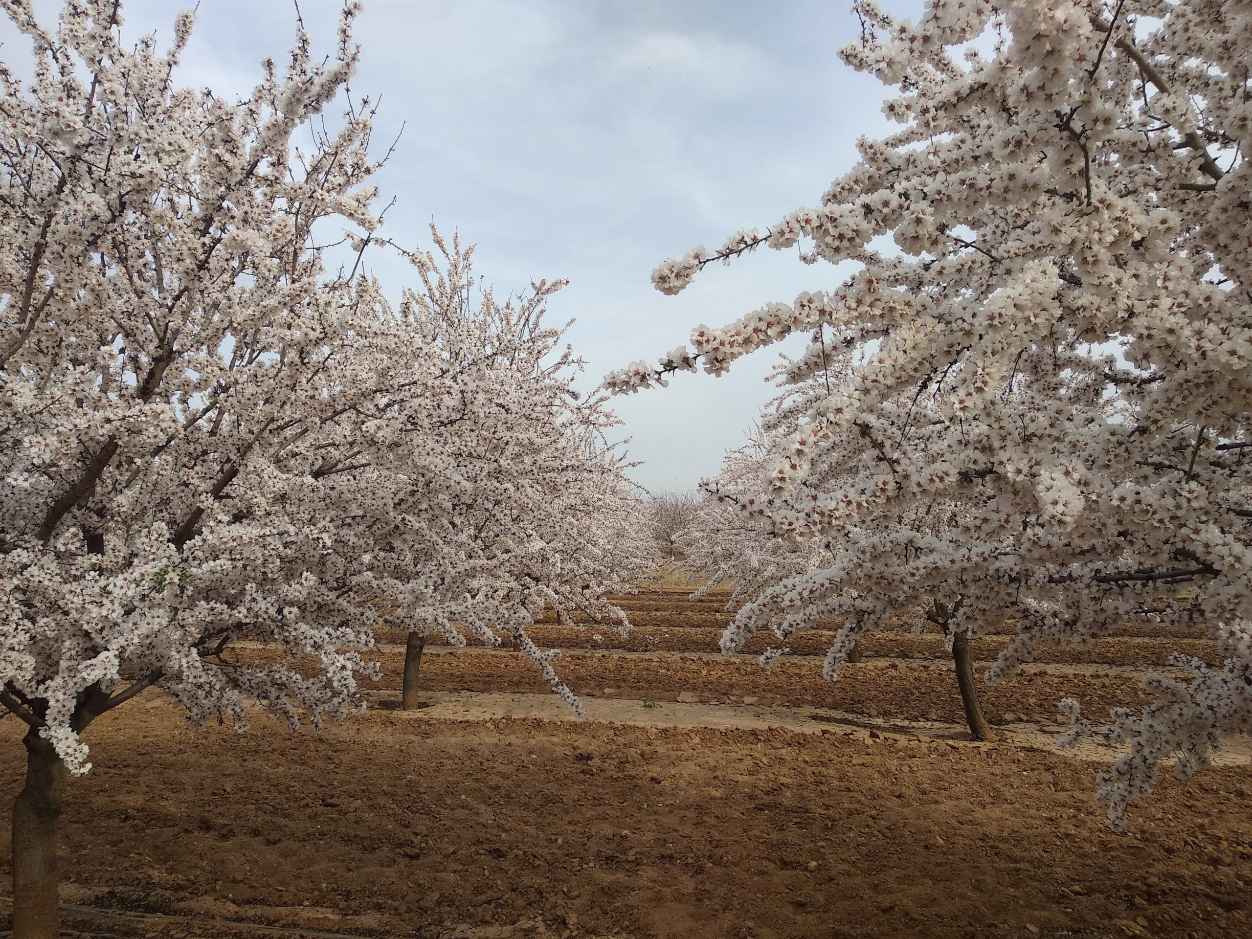 Floración: ¿qué fertilizante aplicar en esta época?