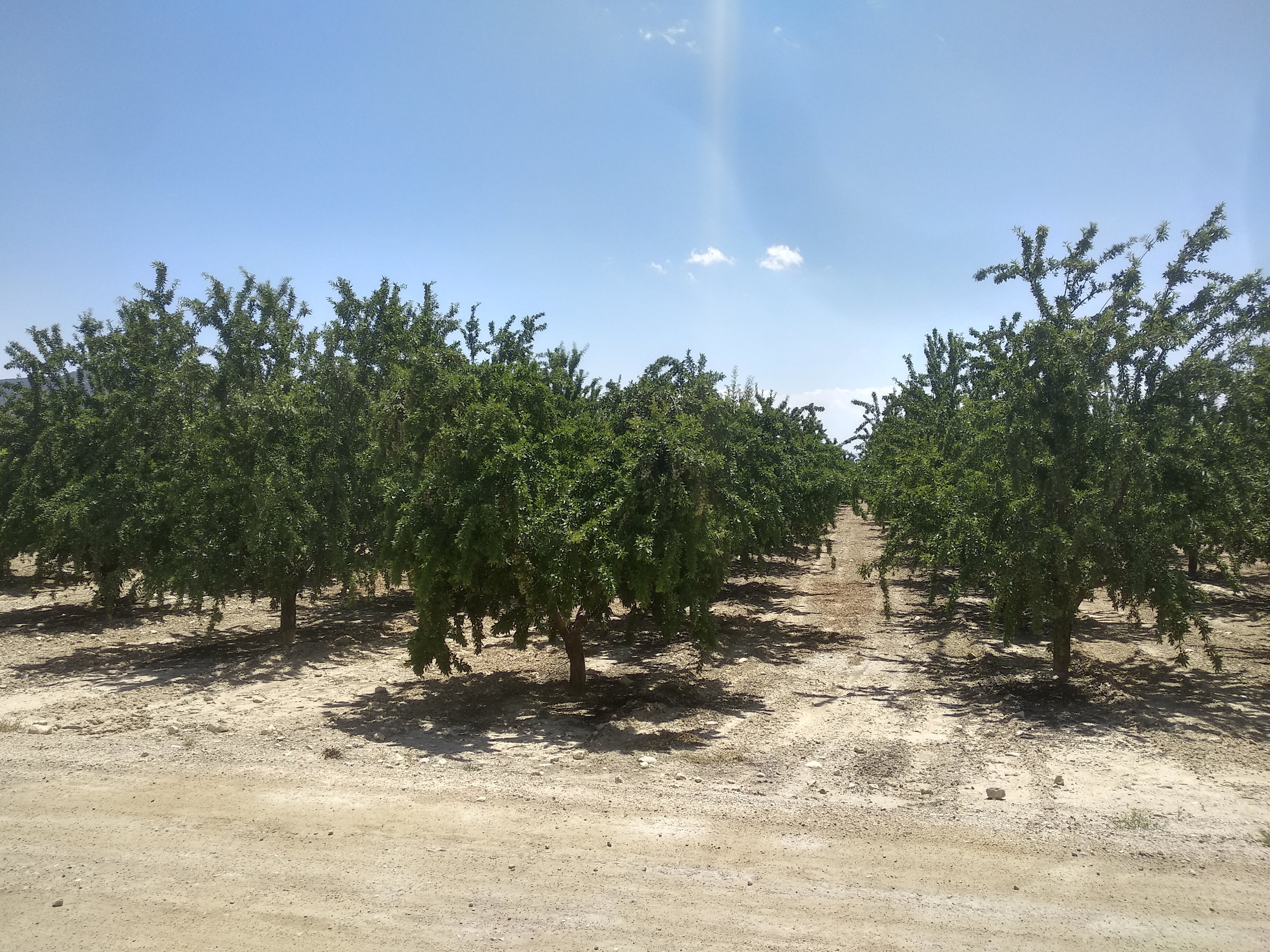 ¿Cuales serán las tendencias en agricultura en 2021?