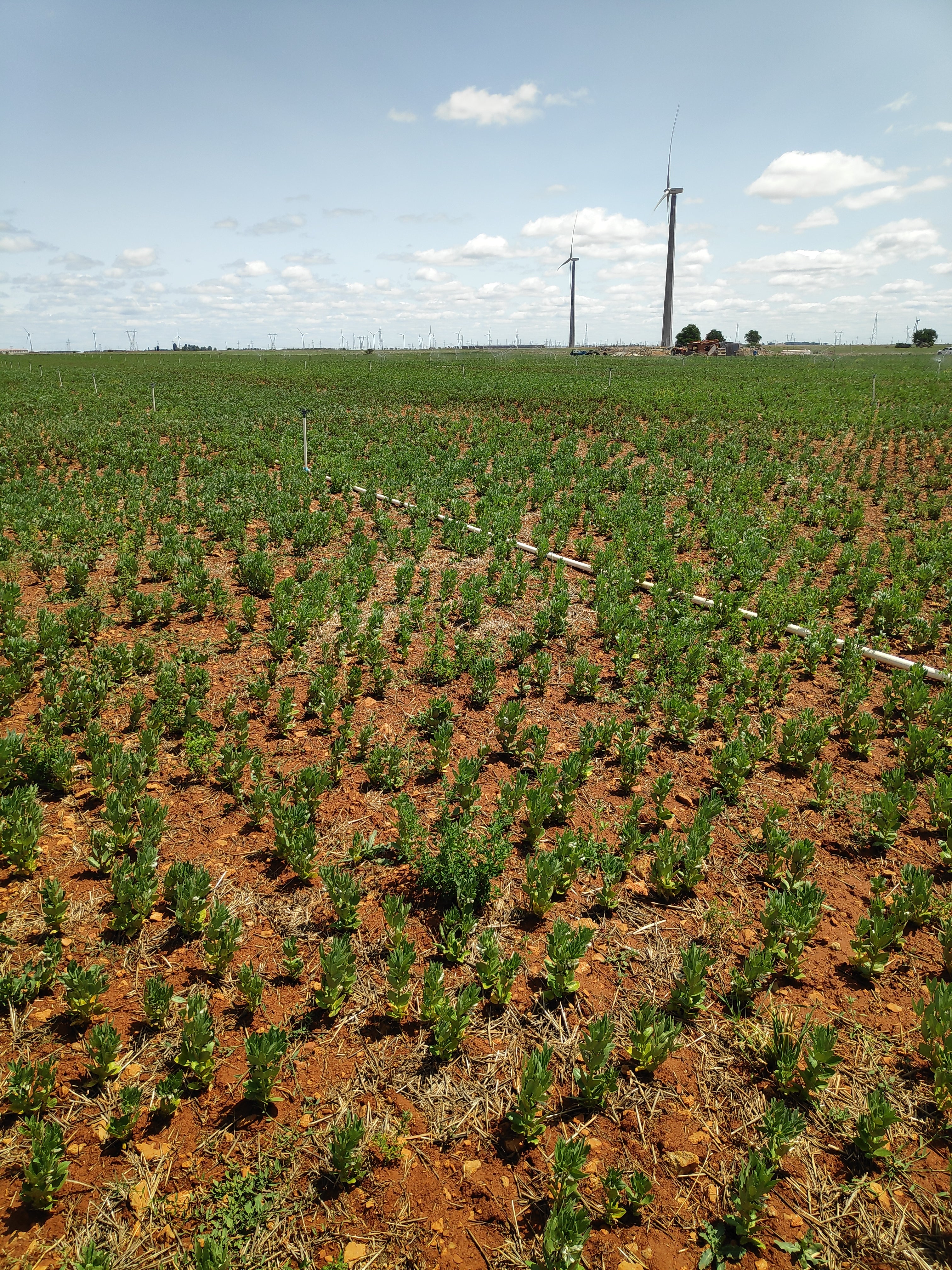 Campo de habas en Valladolid