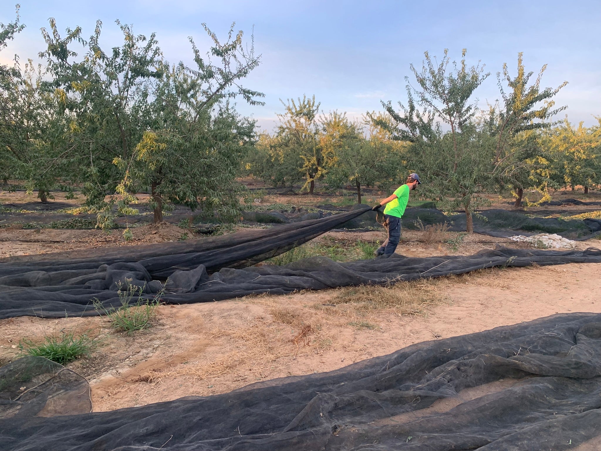 Balance de la campaña de la almendra en España