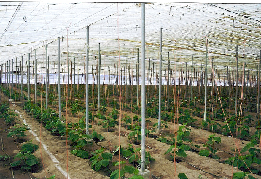 Invernaderos: agricultura bajo plástico en Almería