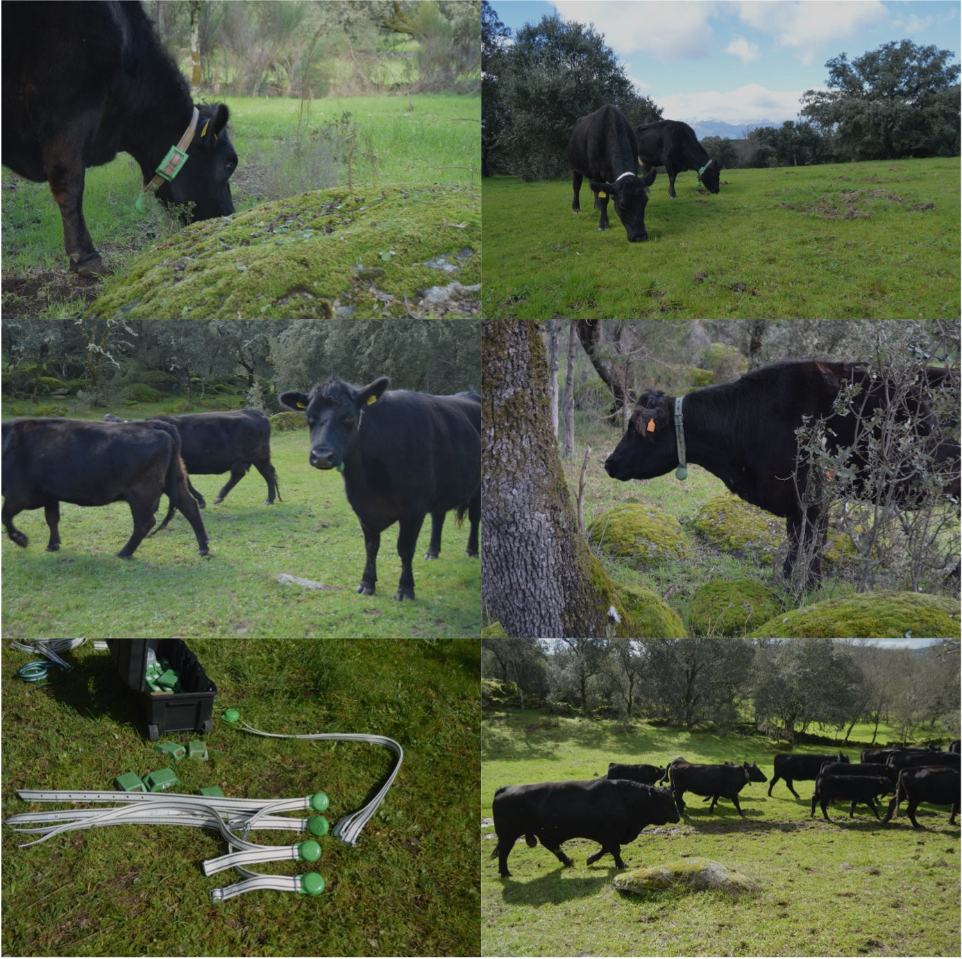 Ganadería en Ávila con collares de control digital