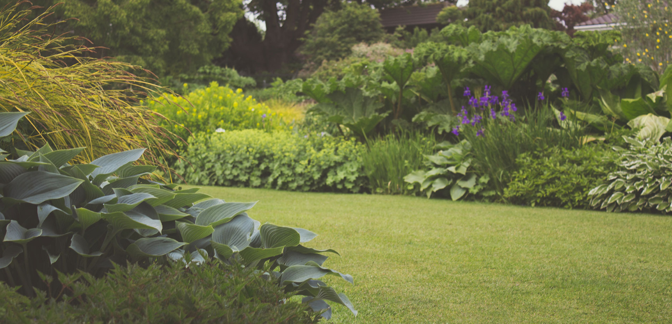 Jardinería: no te olvides del hierro