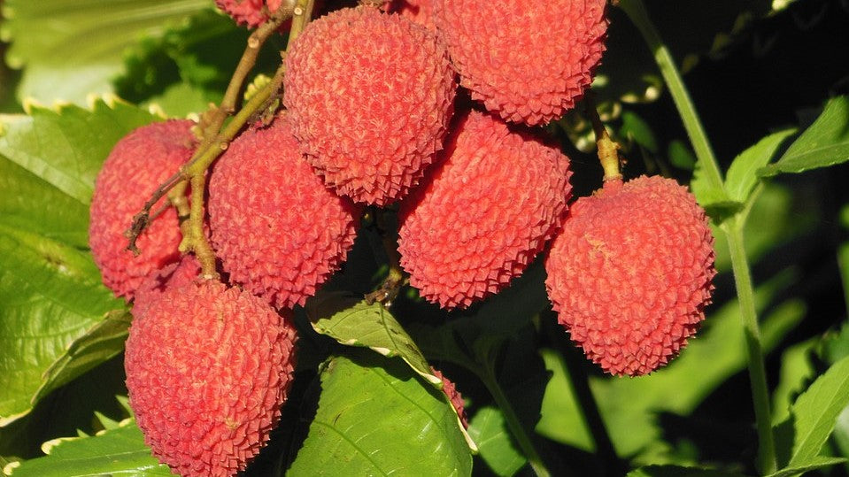Lichi