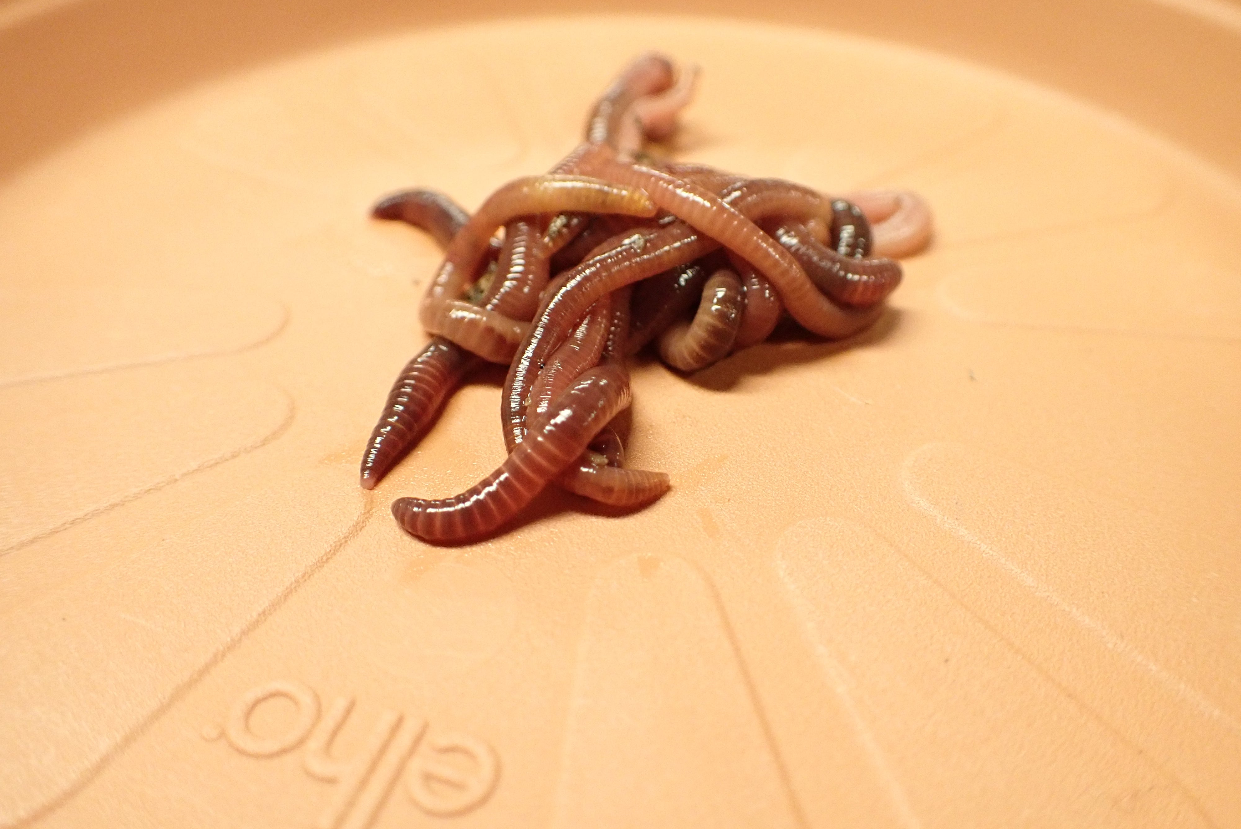 Lombrices que son capaces de reciclar plásticos.