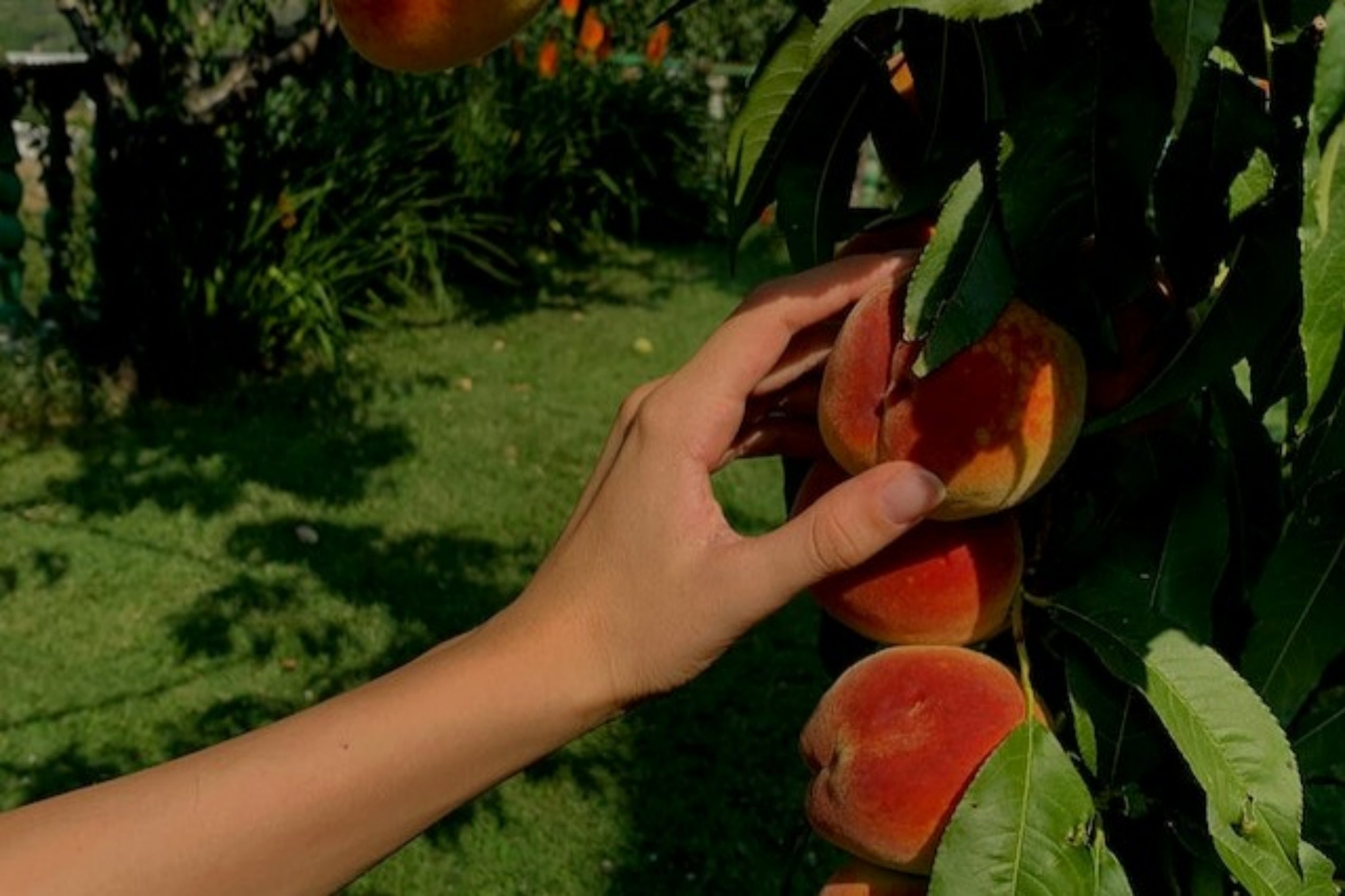 ¿Qué enfermedades afectan al melocotonero?