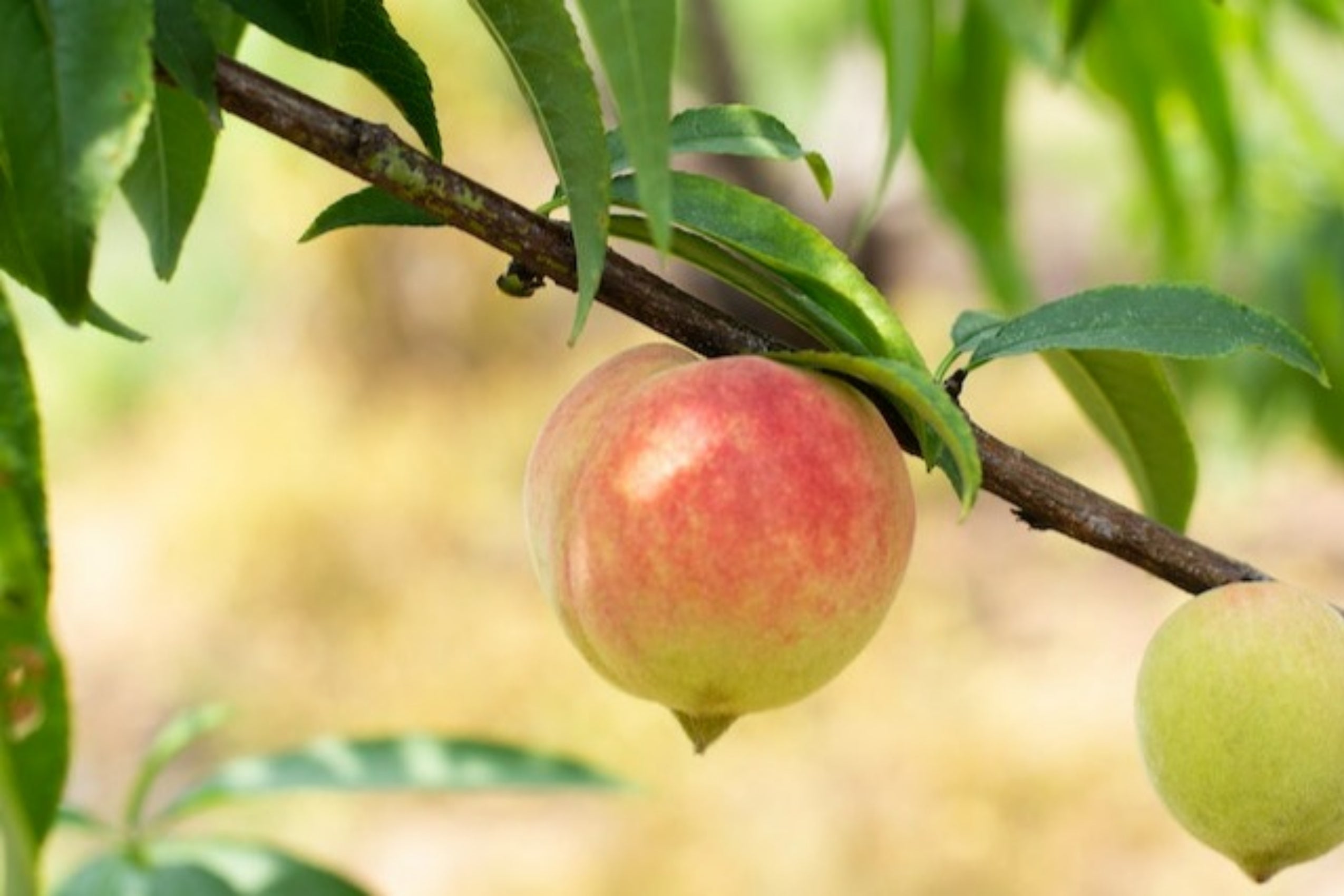 Consejos prácticos para cultivar melocotón