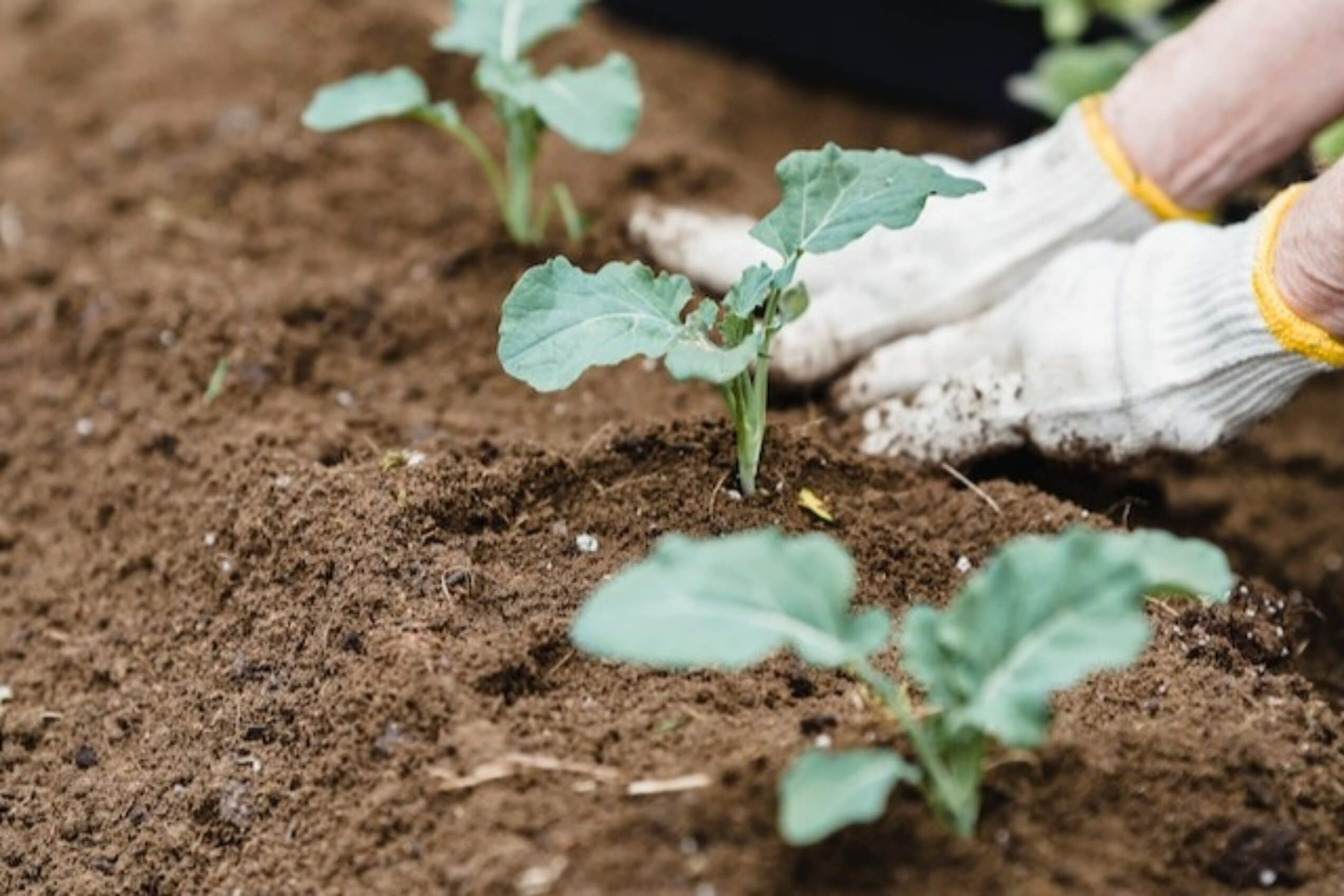 Microbiota del suelo-Sembralia