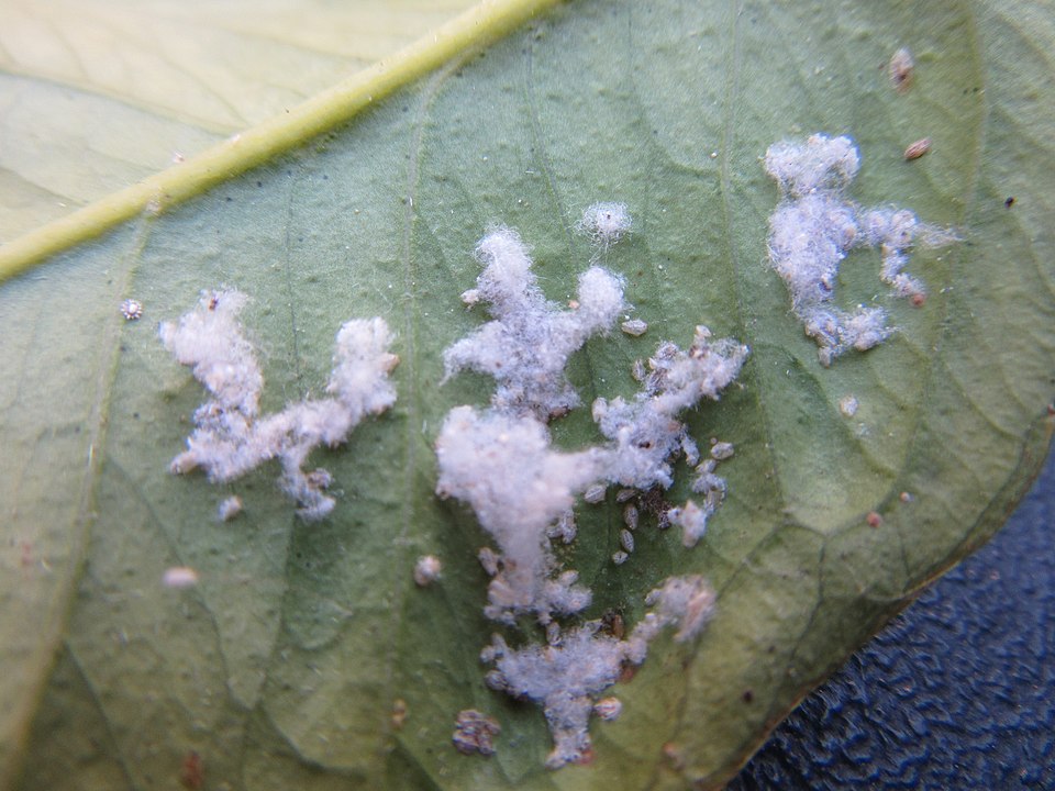 Mosca blanca algodonosa de los cítricos