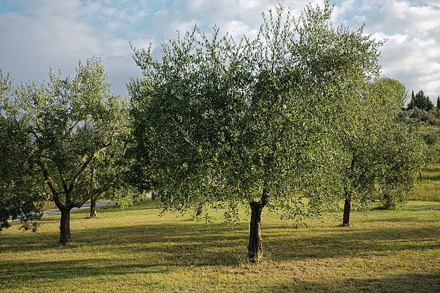 Recogida de la oliva