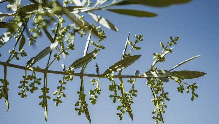 Floración del olivar en la Sierra de Cazorla en 2026