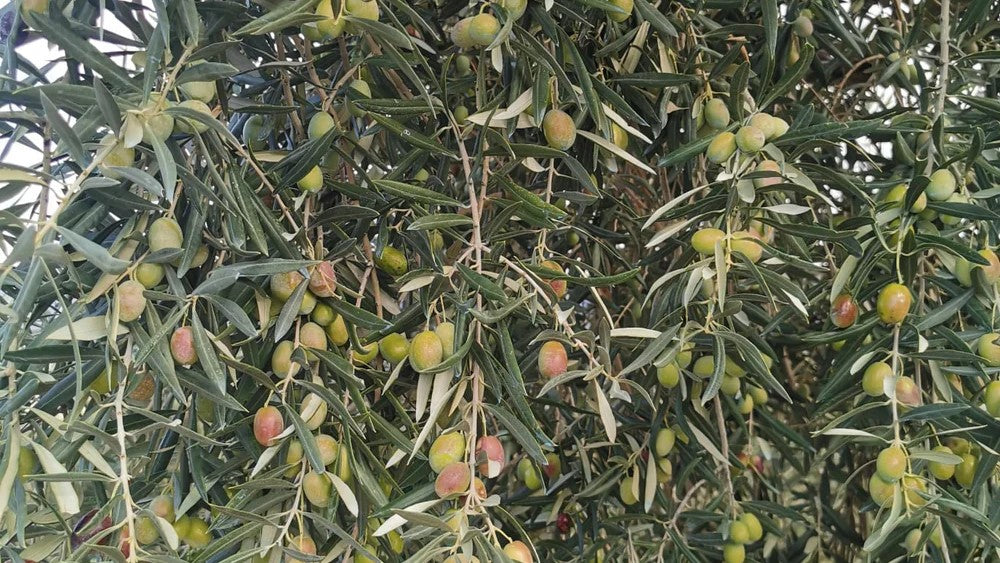 Olivo centenario para conmemorar el Día Mundial del Olivo