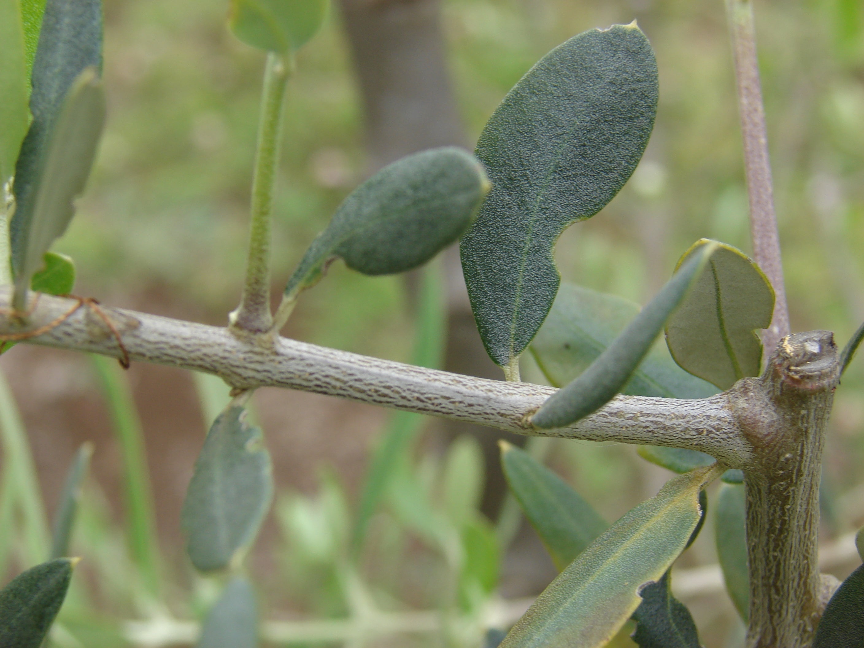 Hoja de olivo que padece una mordida