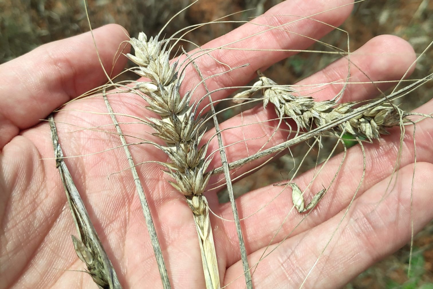 Espiga de trigo cosechada en junio de 2023 en Ciudad Real.