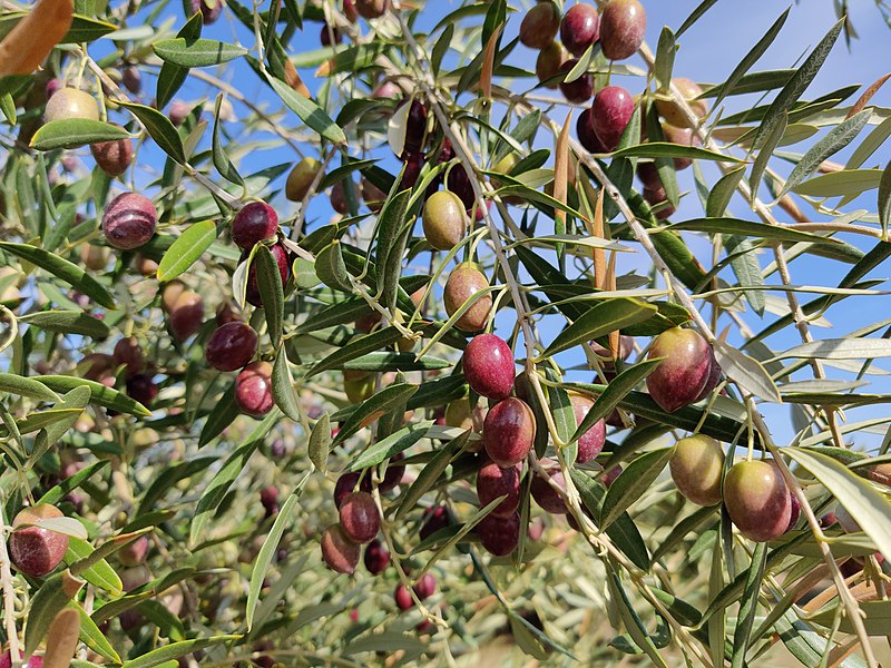 Oliva picual en fase de envero