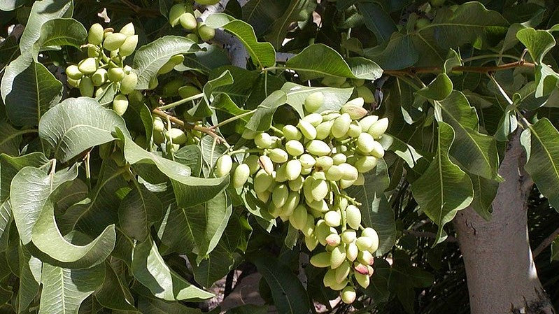 Pistacho (variedad Kerman)