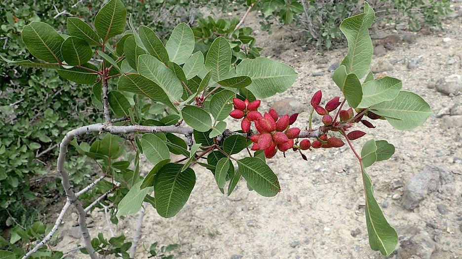 Pistacho en la rama