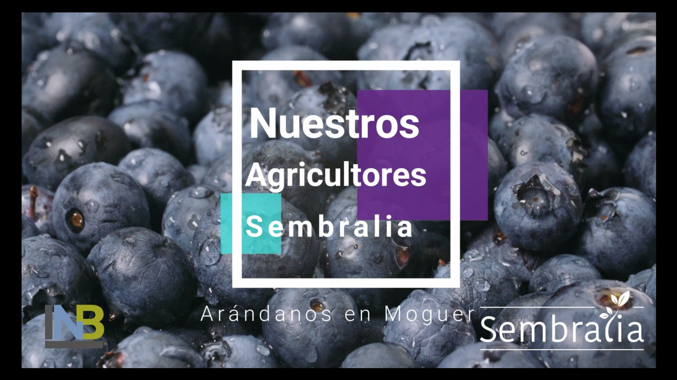 Cultivo de arándanos en España