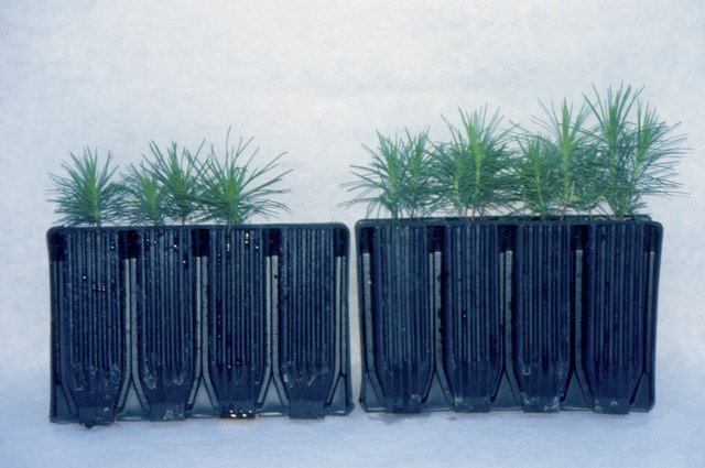 Uso de micorrizas en la agricultura