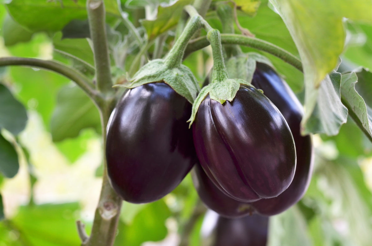 Berenjena en planta